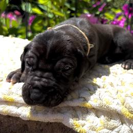 Peach collar - Black female Great Dane puppy in Corsica, Pennsylvania from Ferguson Family Danes LLC
