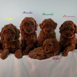 Poodle puppies from COFFEE’S HEARTLINE POODLES
