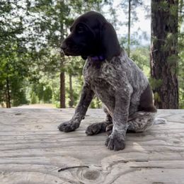 German Shorthaired Pointer Puppies from Kahaka Kennels
