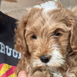Blue - Apricot male Goldendoodle puppy in Gilbert, Arizona from Bushman Doodles