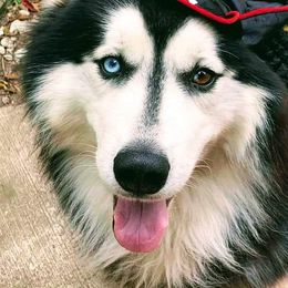 Kovac - Siberian Husky