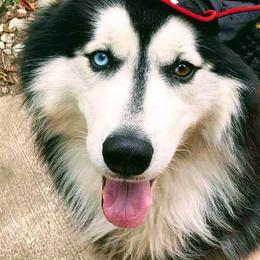 Kovac - Siberian Husky