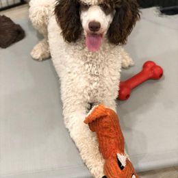 Keeco - Poodle