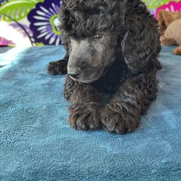 Girl 5 - Poodle puppy in Salisbury, North Carolina from Delovely Standard Poodle’s & Rottweiler’s