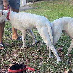 Dogo Argentino Puppies from Savs_sk9