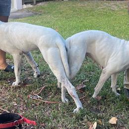 Dogo Argentino Puppies from Savs_sk9