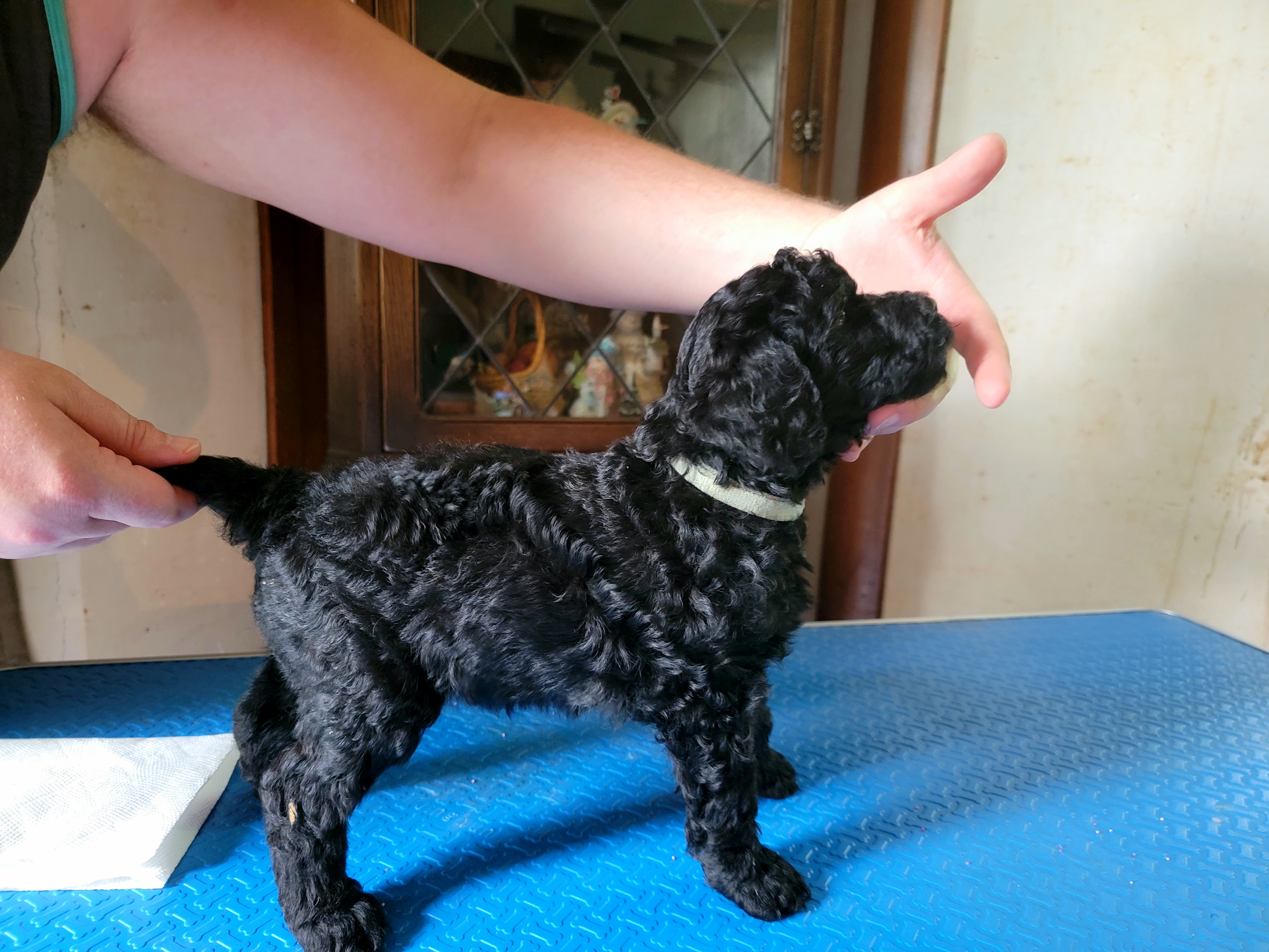 Poodles from Susan's Poodles