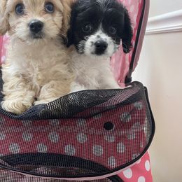 Cavalier King Charles Spaniel and Cavapoo Puppies from K’s Cavys