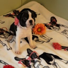 Boston Terrier Puppies from Angie's Little Bostons