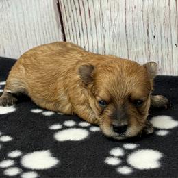 Male Morkie - Gold male Morkie puppy in Monticello, Iowa from Ashley’s Puppies