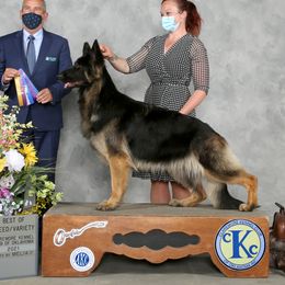 Vee - German Shepherd