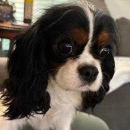 Daegan - Cavalier King Charles Spaniel