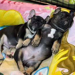 Blue collar boy - Black and tan male French Bulldog puppy in Golden, Missouri from Baxa Frenchie’s