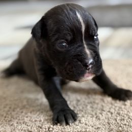 Zoe - Brindle Boxer puppy in New Smyrna Beach, Florida from Beachside Boxers and Frenchies