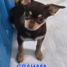 Chihuahua Puppies from CristinaXio Chihuahuas