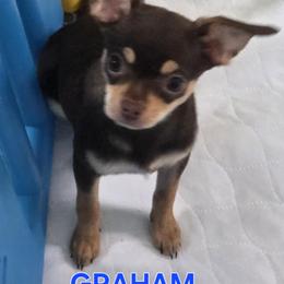 Chihuahua Puppies from CristinaXio Chihuahuas
