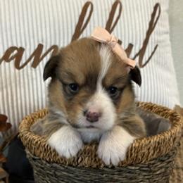 BOBBIE AKC - Red female Pembroke Welsh Corgi puppy in Hinton, Oklahoma from Green Cloud Ranch