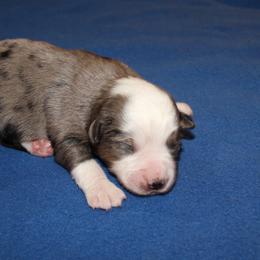 Luna - Blue merle female Miniature American Shepherd puppy in Hillsdale, Michigan from Faithwalk Aussies and Mini American Shepherds