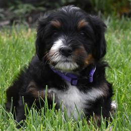 Purple Collar Girl - Tri-color female Bernedoodle puppy in Ogden, Utah from Salty Point Doodles