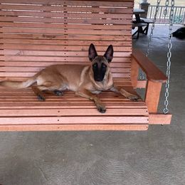 Belgian Malinois Puppies from S & S Kennel
