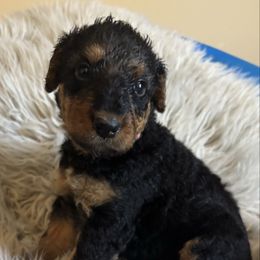Whiskey - Black and tan female Airedale Terrier puppy in Huntersville, North Carolina from Cool Hand Luke Kennels