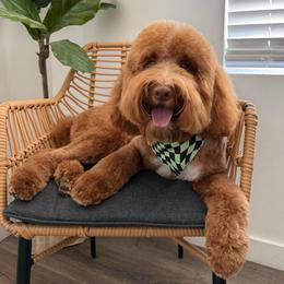 Buzz - Goldendoodle