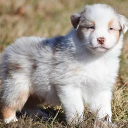 Oaken - Red merle male Australian Shepherd puppy in Easton, Missouri from MMA Kennel