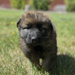 Kaya - Sable female German Shepherd puppy in Missoula, Montana from Spartan German Shepherds