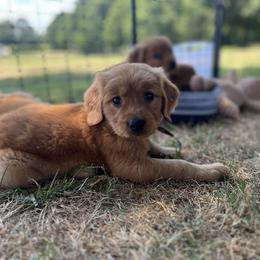 Golden Retriever Puppies from Shupe’s Sweet Southern Goldens
