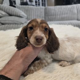 Girl 1 - Piebald female Dachshund puppy in Price, Utah from Stone Kennels