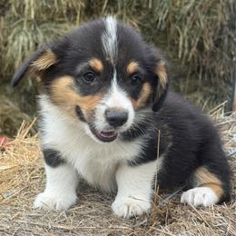 Mercury - Black and tan male Pembroke Welsh Corgi puppy in Derby, Iowa from NHC Kennels