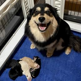 Finnish Lapphund Puppies from Moonshot Finnish Lapphunds