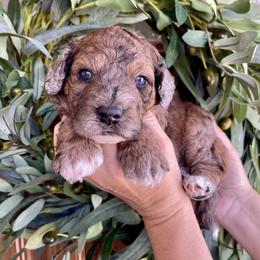 Nalu - Merle male Bernedoodle puppy in Superior, Arizona from Mountain Bridge Doodles