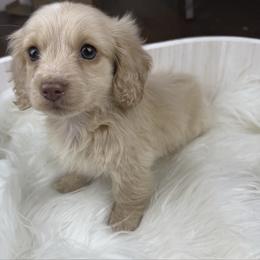 Bubbles - Cream female Dachshund puppy in Menifee, California from TeenieWeenieDoxies