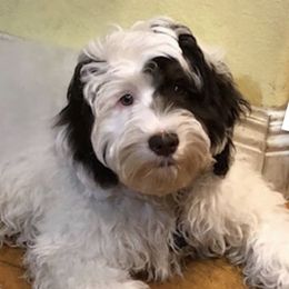 Target - Australian Labradoodle