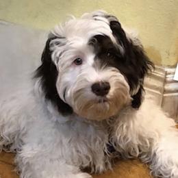 Target - Australian Labradoodle