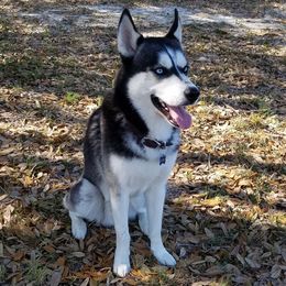 Loki - Siberian Husky