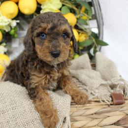 Birdie- F1B Mini AussieDoodle Girl in NC- Red Merle Phantom - Red phantom female Aussiedoodle puppy in Stokesdale, North Carolina from His and Hers Poodles and Doodles