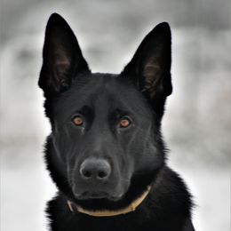Zeus - German Shepherd