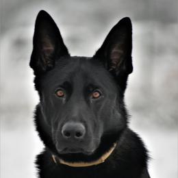 Zeus - German Shepherd