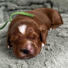 Harbor - Red  male Goldendoodle puppy in Apopka, Florida from The Classic Doodle