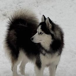 Muffin - Pomsky