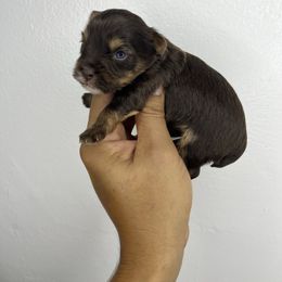 Choco boy dark paw - Chocolate and tan male Yorkshire Terrier puppy in Kissimmee, Florida from M&R Yorkies