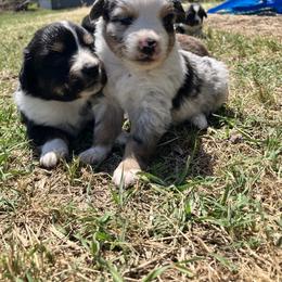 Aussiedoodle, Australian Shepherd, and Poodle Puppies from Big Mama’s Beauties