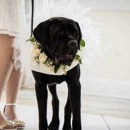 Lo - Cane Corso