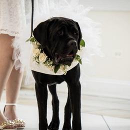Lo - Cane Corso