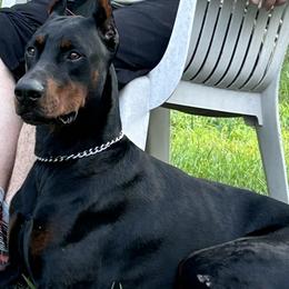 Kid - Doberman Pinscher