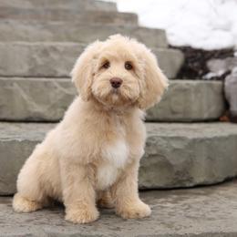 Josie - Cream female Australian Labradoodle puppy in Williamstown, New York from Lewis Manor Labradoodles