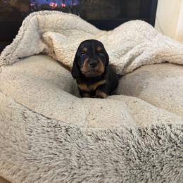 Kanga - Black and tan female Dachshund puppy in Vancouver, Washington from Cascade Minis