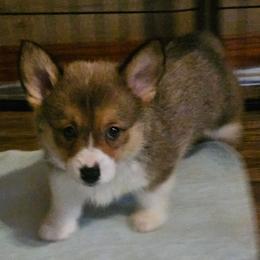 Bruno - Sable male Pembroke Welsh Corgi puppy in Walnut, Iowa from Michelle's House of Corgi's